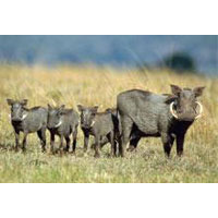 Masai Mara Game Reserve & Lake Nakuru National Park Tour