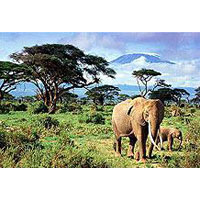 Amboseli National Park Tour