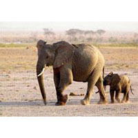 Amboseli - Aberdare - Lake Nakuru - Masai Mara Tour