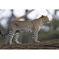 Aberdares/Mt. Kenya National Park & Samburu Game Reserve Tour