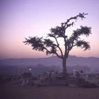 Udaipur - Mount Abu - Jodhpur Tour Udaipur - Mount Abu - Jodhpur Tour