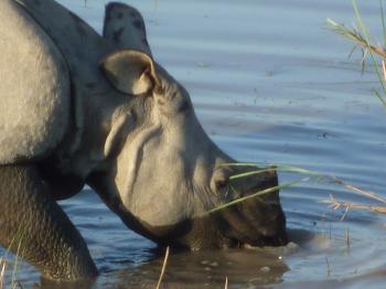 ONE HORN RHINO, ASSAM