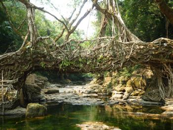 LIVING ROOT BRIDGE, MEGHALAYA