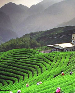 tea garden koushani tour