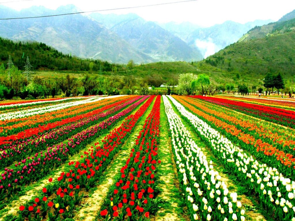 Tulip Garden