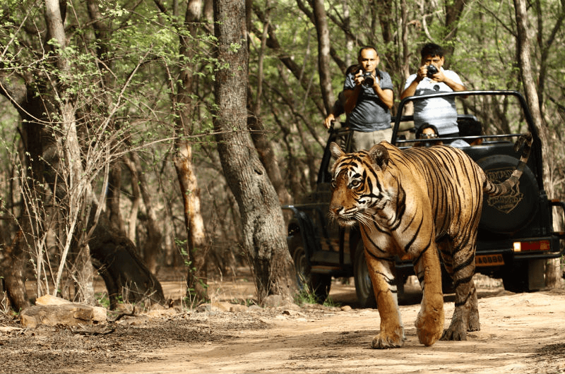 Melghat wildlife