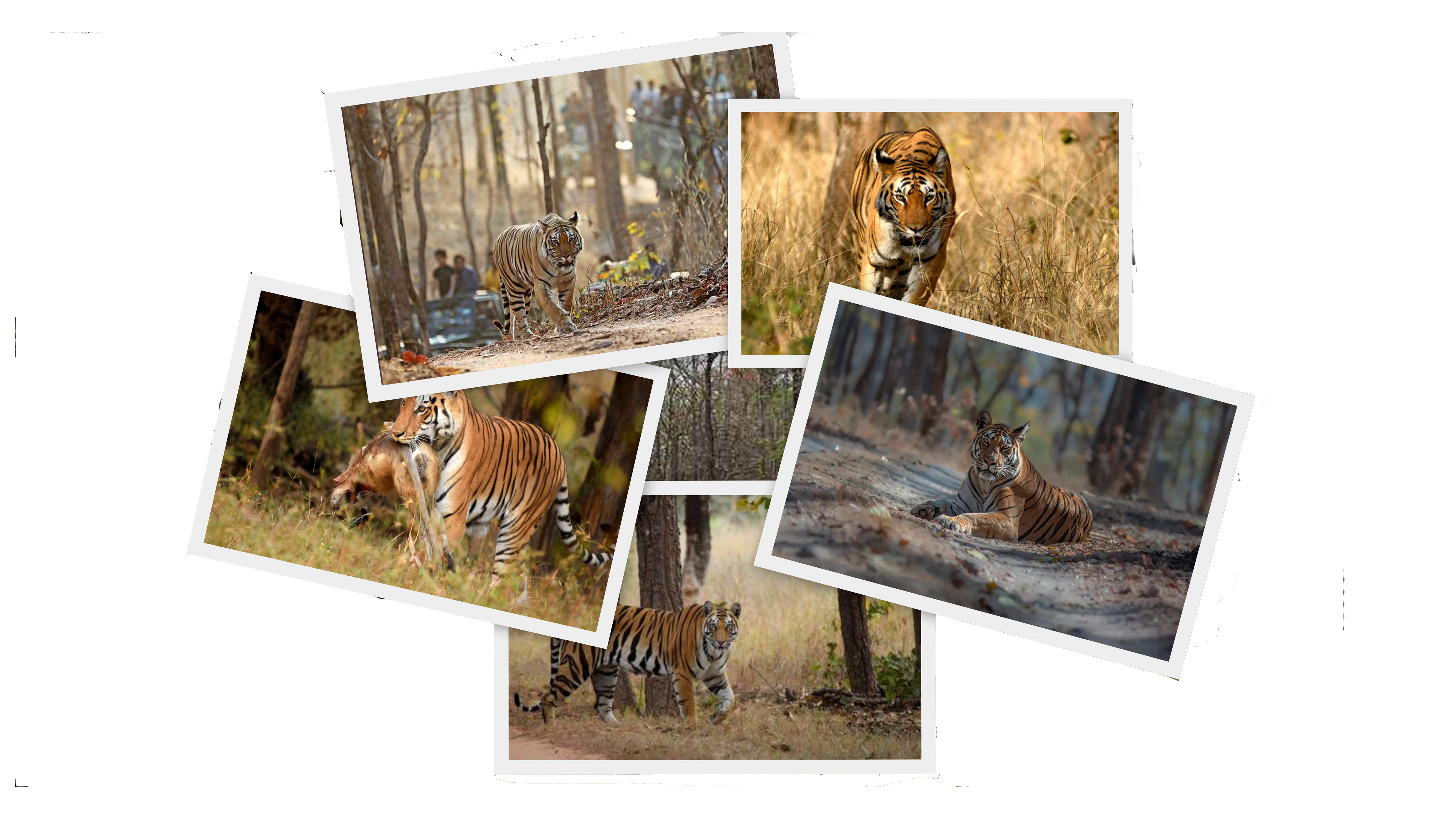 Jim Corbett