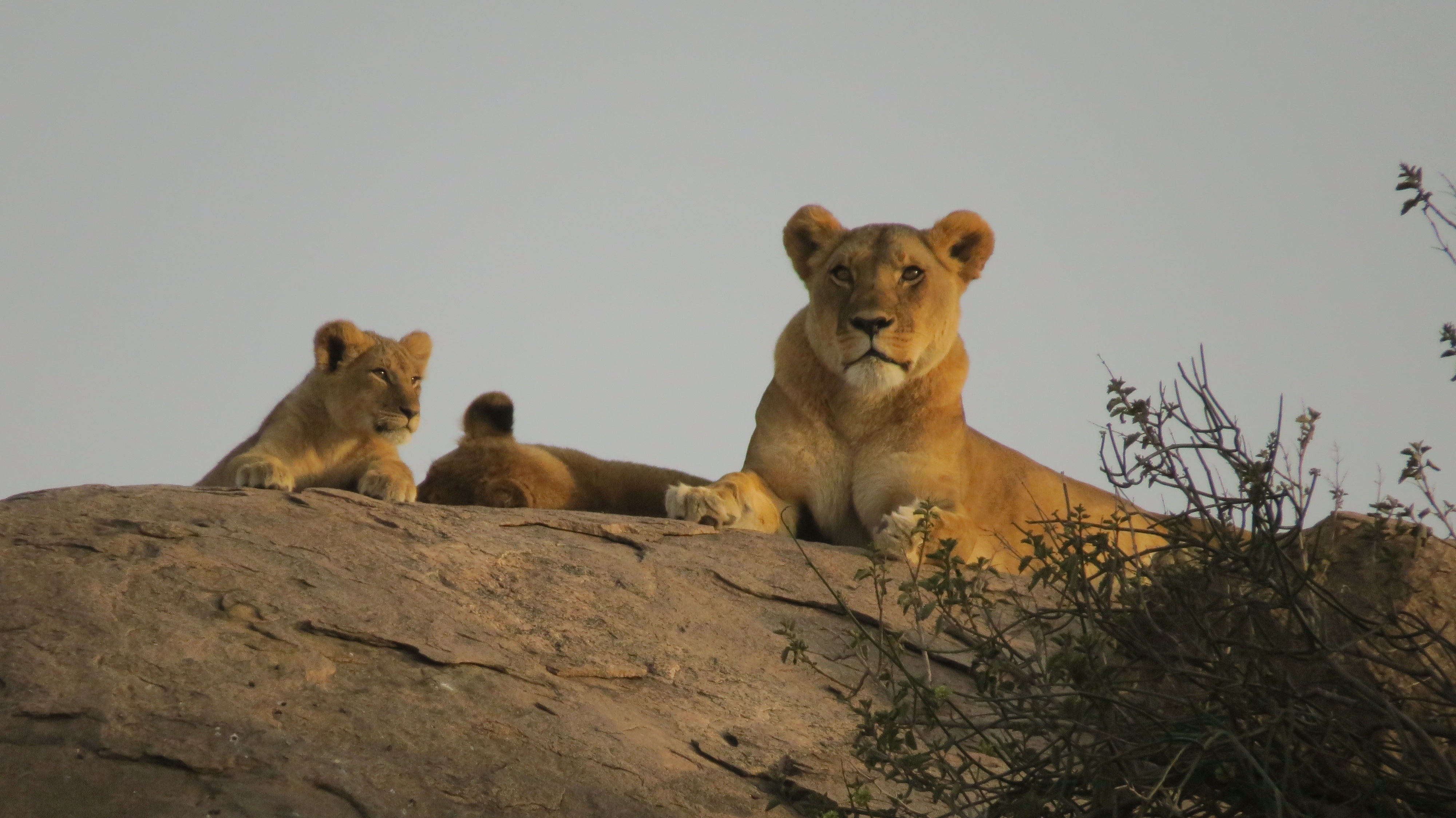 Lioness in Serengeti National Park