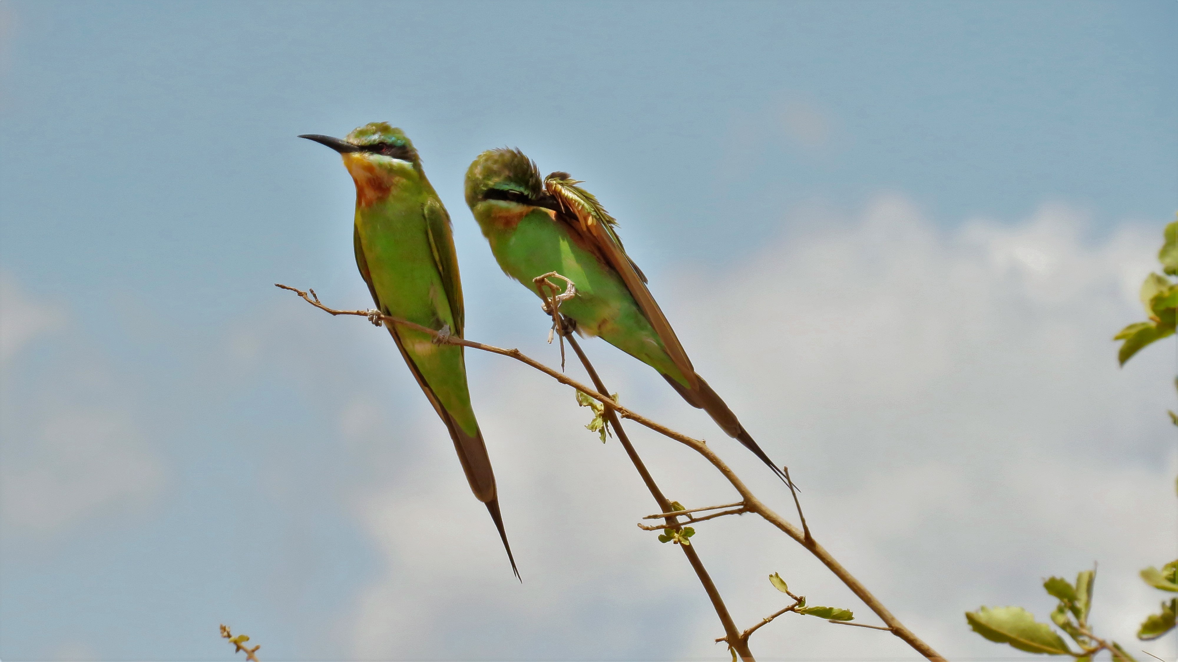 Little Bee eater