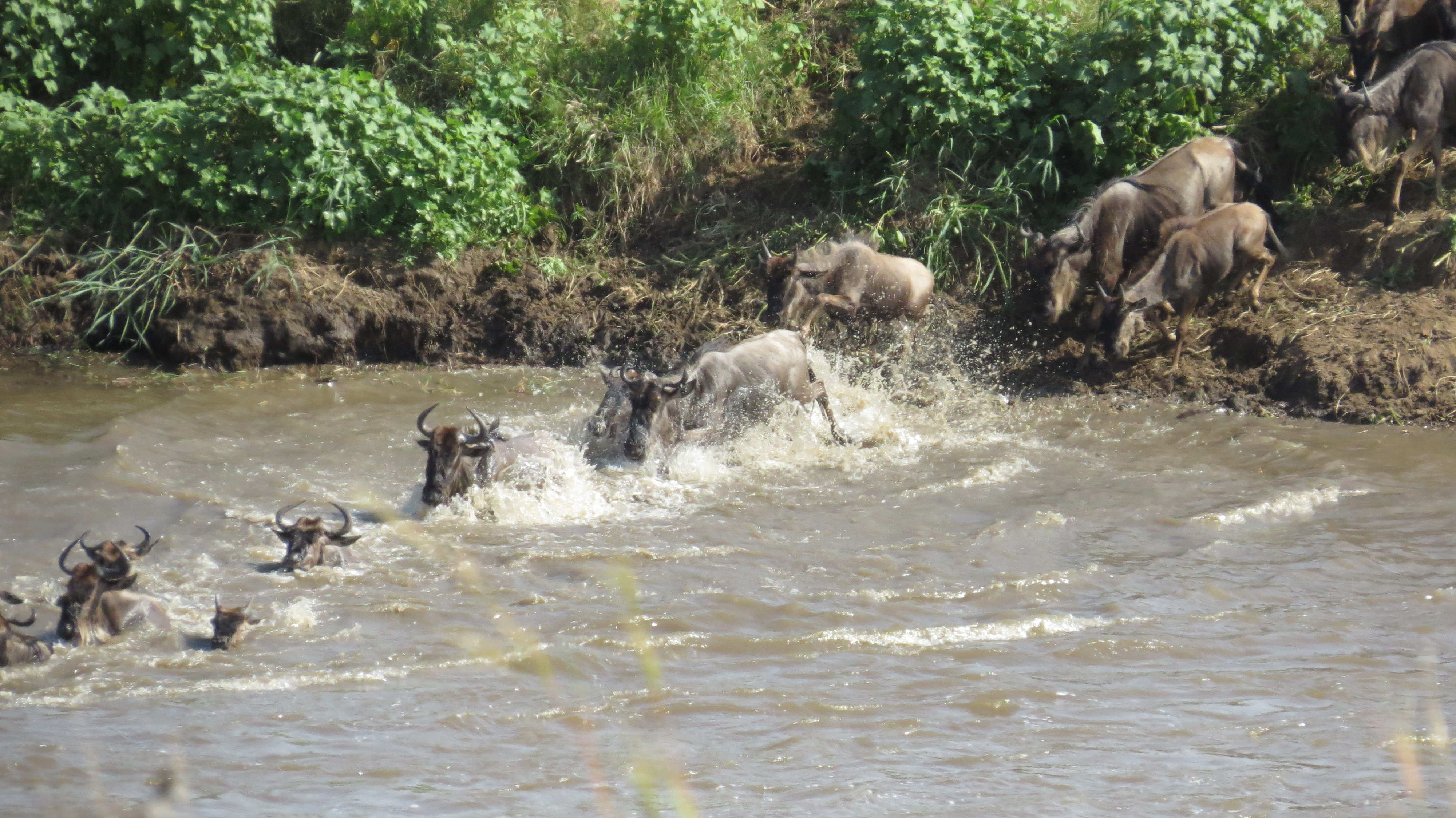 Mara River Crossing