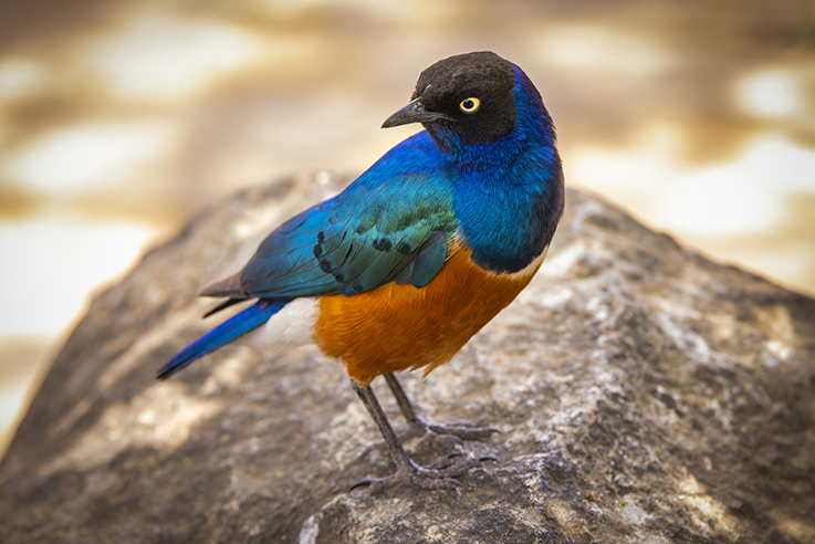 Superb Starling