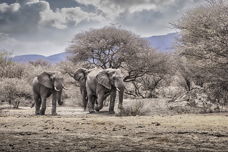 Elephants in Tarangire National Park