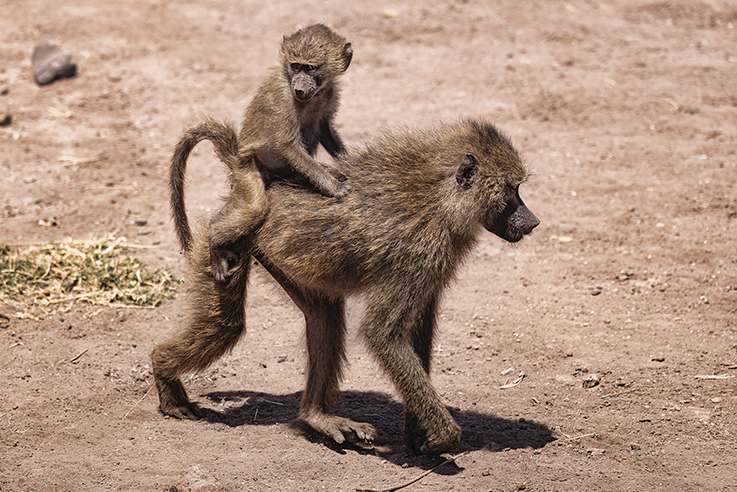 Baboon - Manyara Park