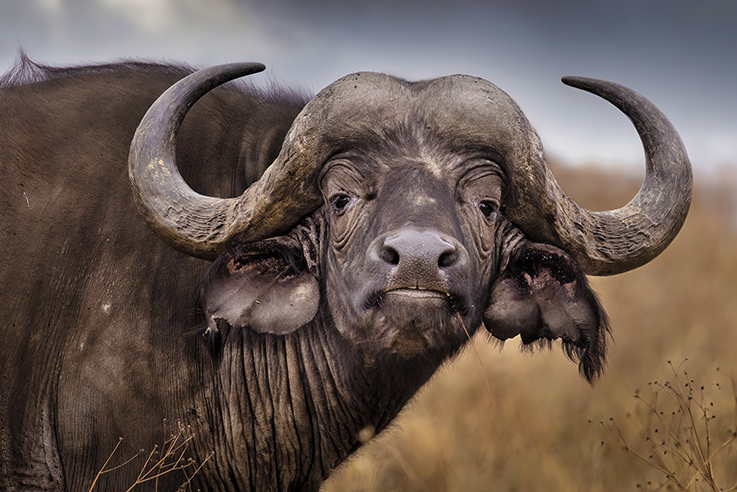 Cape Buffalo - Tarangire Park