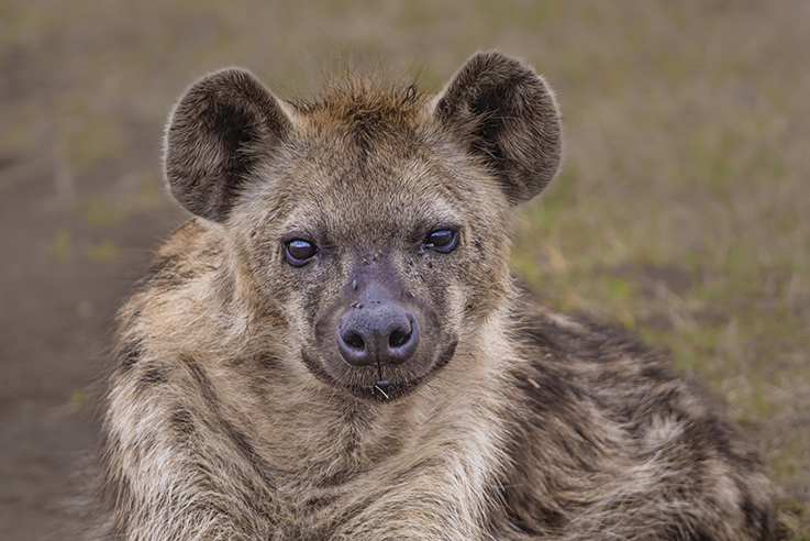 Spotted Hyena - Ngorongoro Crater