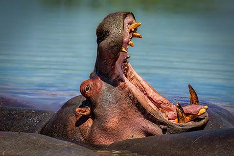 Yawnig Hippo - Ngorongoro Crater