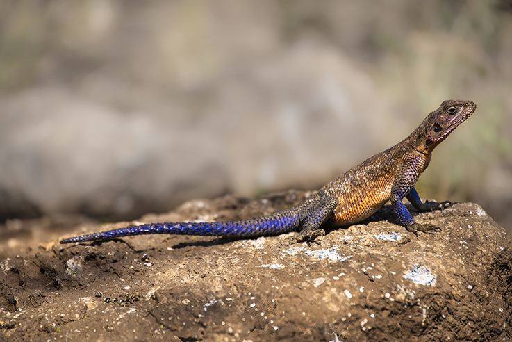 Rock Agama Lizard - Serengeti