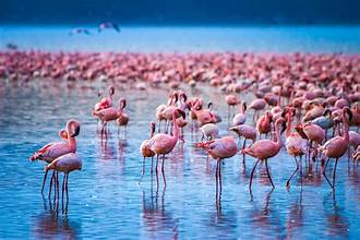 lake nakuru latest images