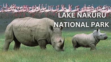 lake nakuru latest images