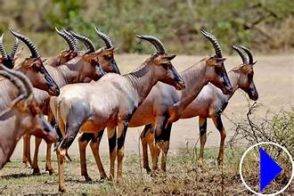 latest tsavo national park images
