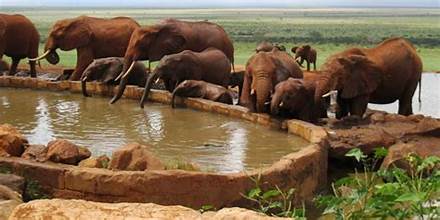 latest images salt lick safari tour