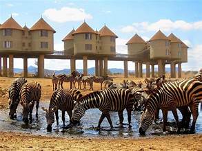 latest images salt lick safari tour