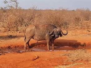 latest images salt lick safari tour