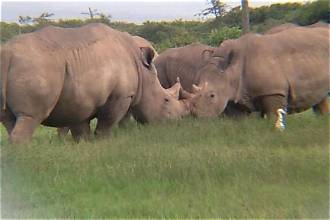 latest images salt lick safari tour