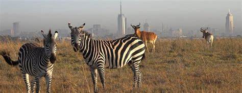 Nairobi national park