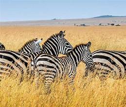 Nairobi national park