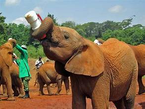Elephant orphanage