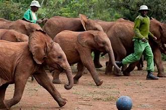 Elephant orphanage