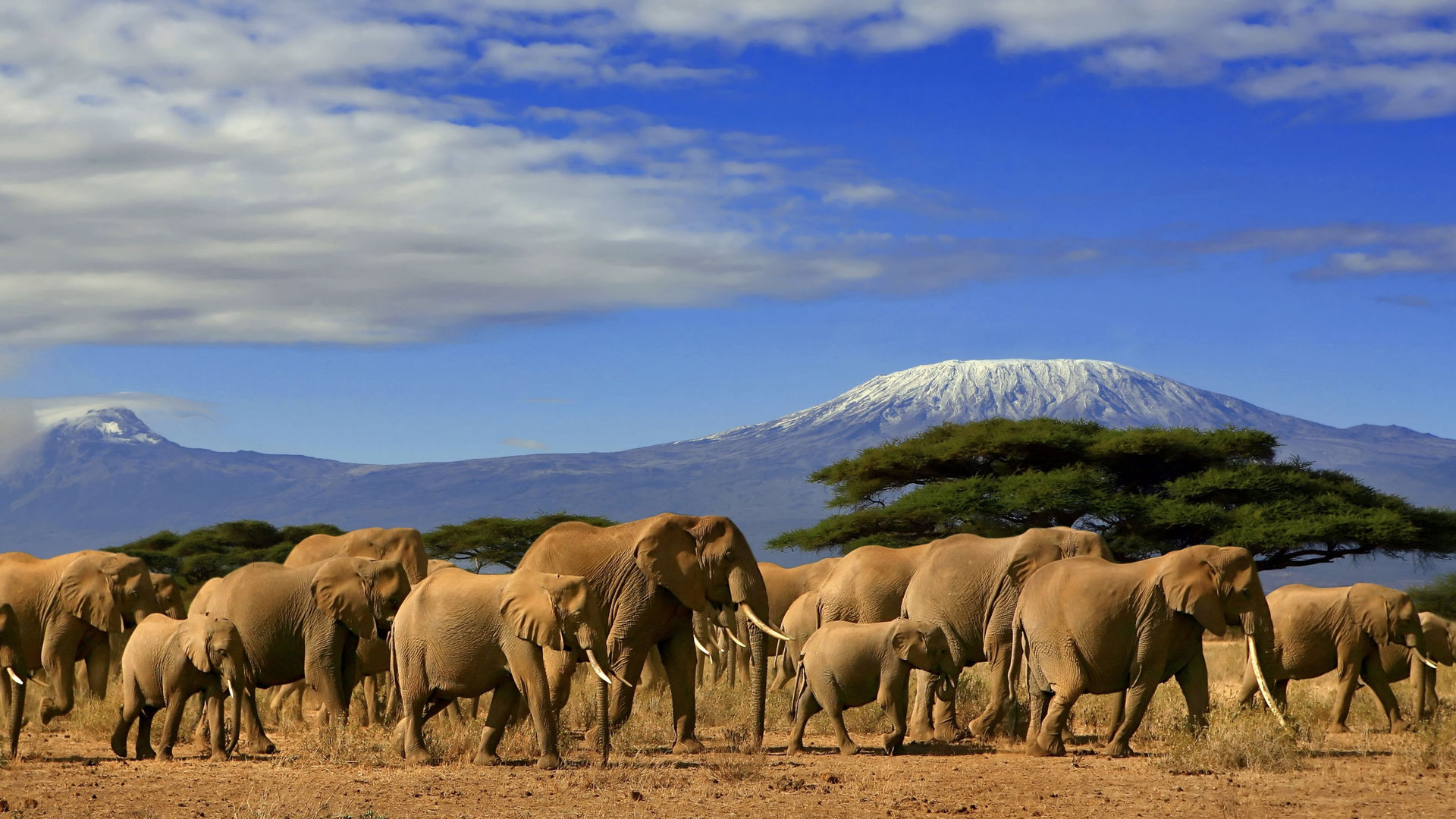 Amboseli and kilimanjaro elephant