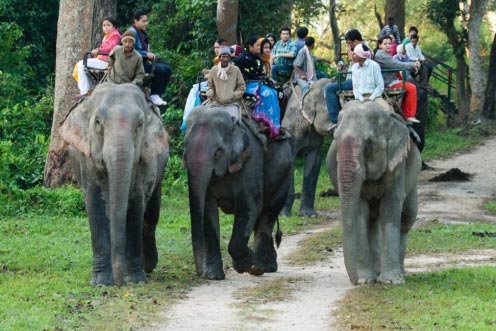 Unexplored Wildlife Trip Of Kaziranga National Park Assam