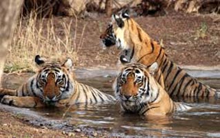 Golden Triangle Trip with Ranthambore Tour