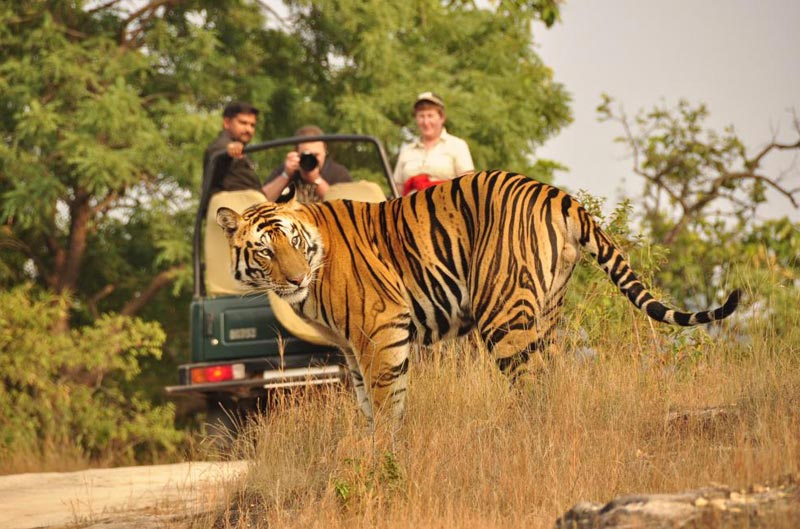 South India Wildlife Tour