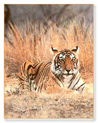 8 Days Tiger Wildlife Tour