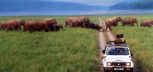 Indian Wildlife Tour Packages