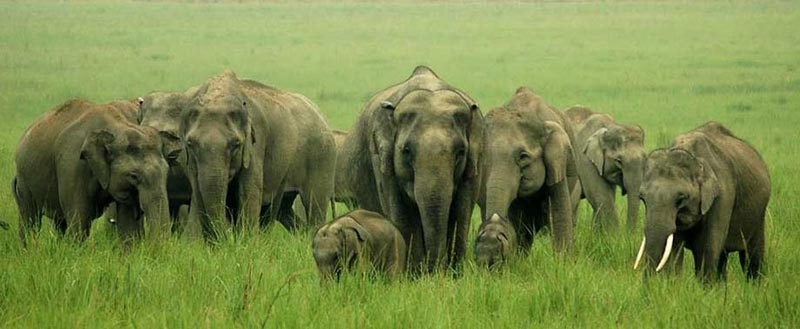 Elephant Safaris India Tour