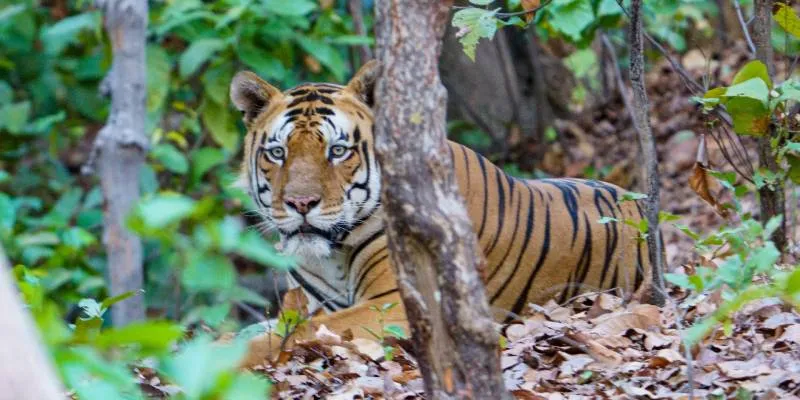 Sanjoy Dubri National Park with Bandhavgarh