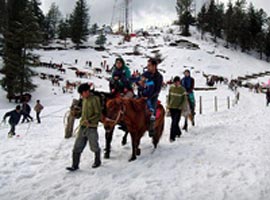 Shimla - Manali - Dharamsala - Dalhousie Tour