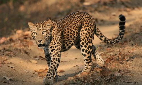 North East Wildlife Tour Package  – Provasin Holidays