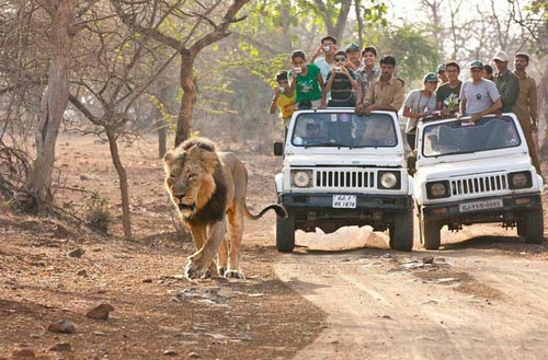 Gir Forest and Somnath Tour
