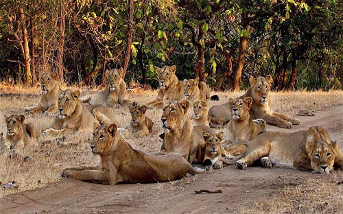 Wildlife & Beach Tour