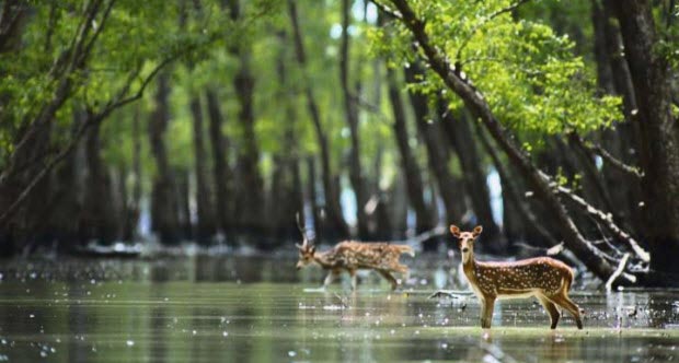 Royal Sundarban Tour