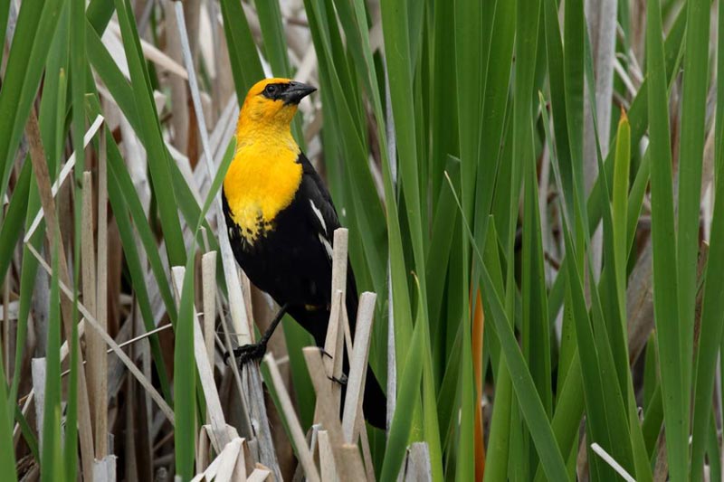 Bird Watching in Bhutan Tour