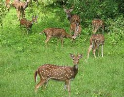 Wildlife Tour Of Chhattisgarh