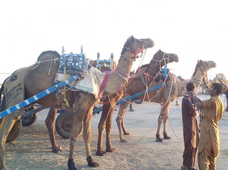 Pushkar Camel Fair And Tribal Tour Of Rajasthan Tour