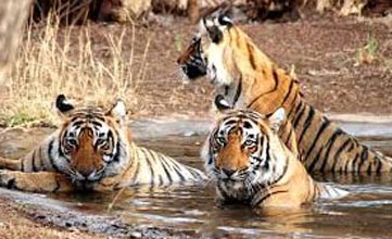 Golden  Triangle Student Tour with Ranthambore