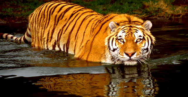 Sundarban Tourism